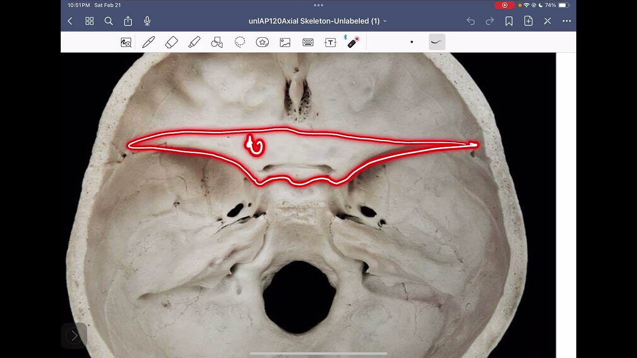 BIO231C Axial Skeleton Structures