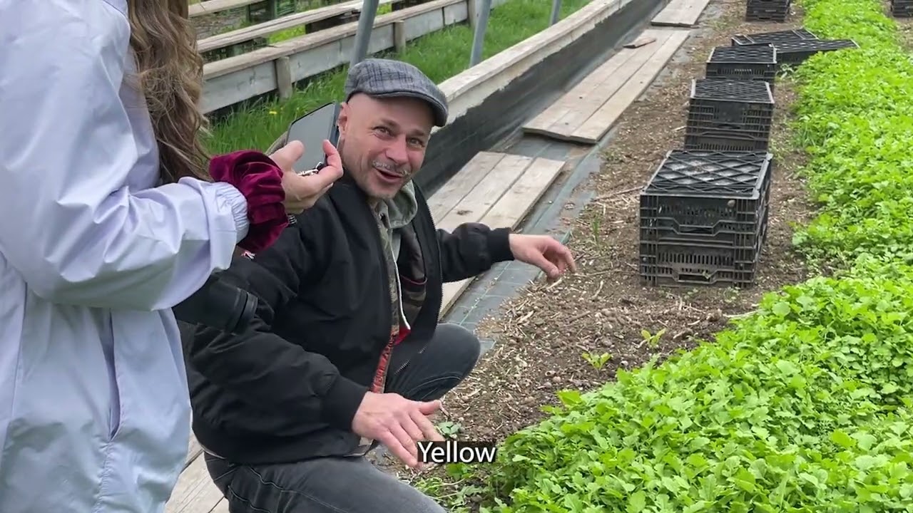 Farming Snails in Vienna Austria