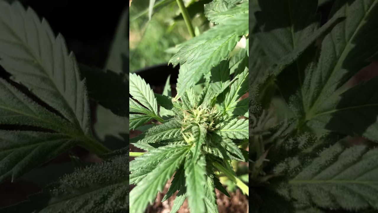 Pink kush 13/11 light cycle flowering stage