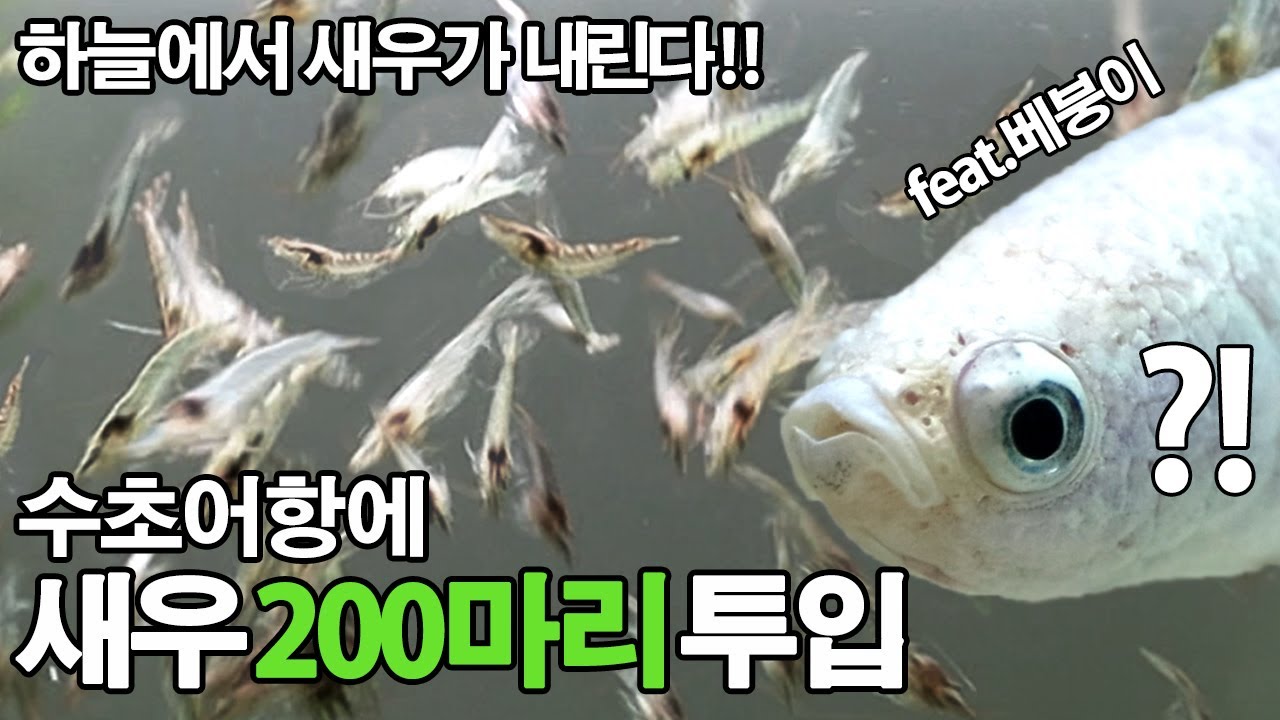 하늘에서 새우가 비처럼 내린다면? - 수초어항에 새우 200마리 투입 [자막]