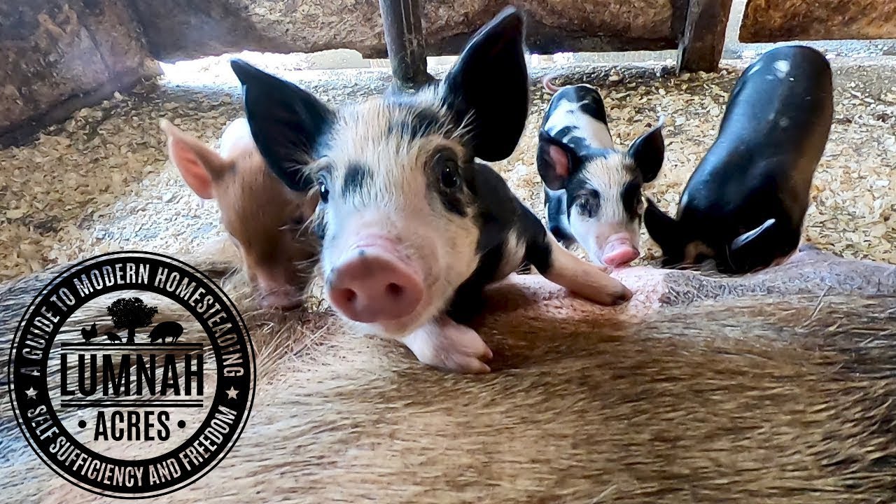 WENT to PICKUP 2 PIGLETS and THIS Happened