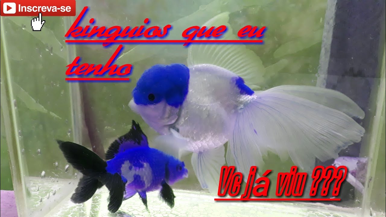 Variedade de kinguios