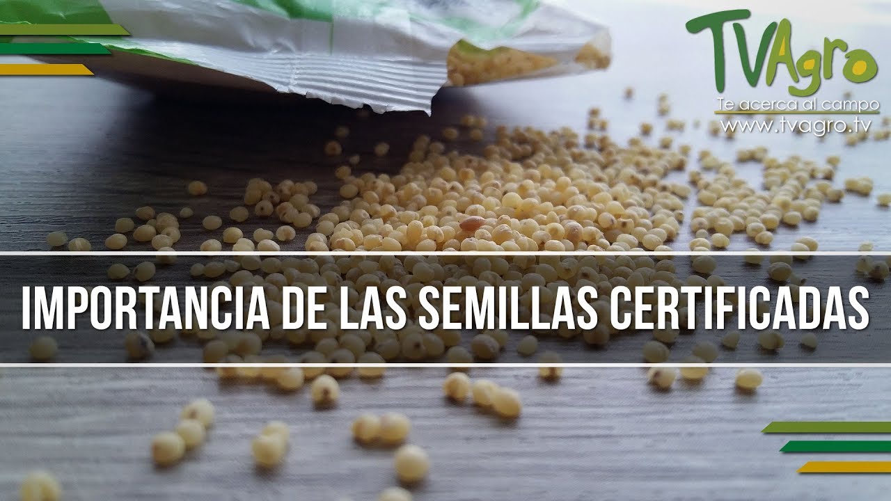 Importancia de las Semillas Certificadas - TvAgro por Juan Gonzalo Angel