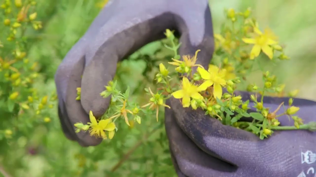How to: ID and Manage St. John's wort