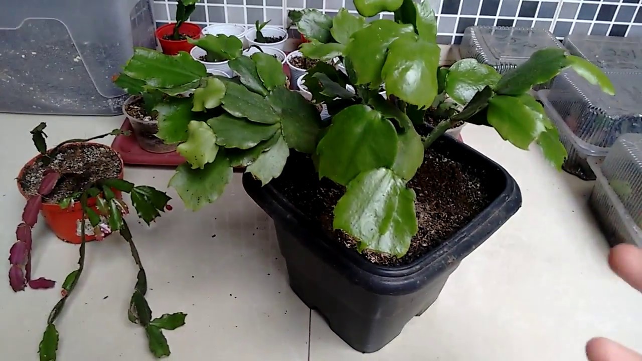 Chá de casca de banana