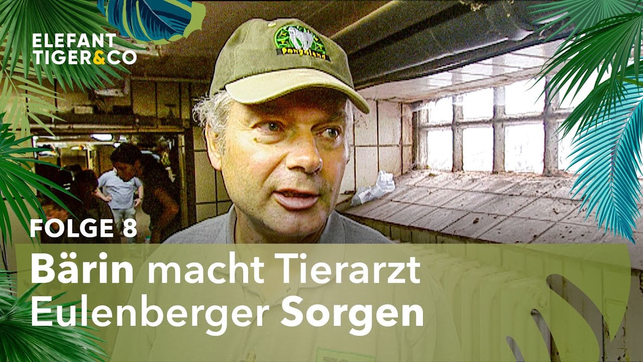 Brillenbärin Doloris muss auf den OP-Tisch (Folge 8) | Elefant, Tiger & Co. | MDR
