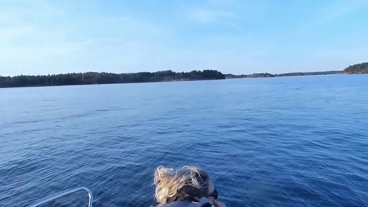 Knölval i Gryts skärgård utanför Valdemarsvik