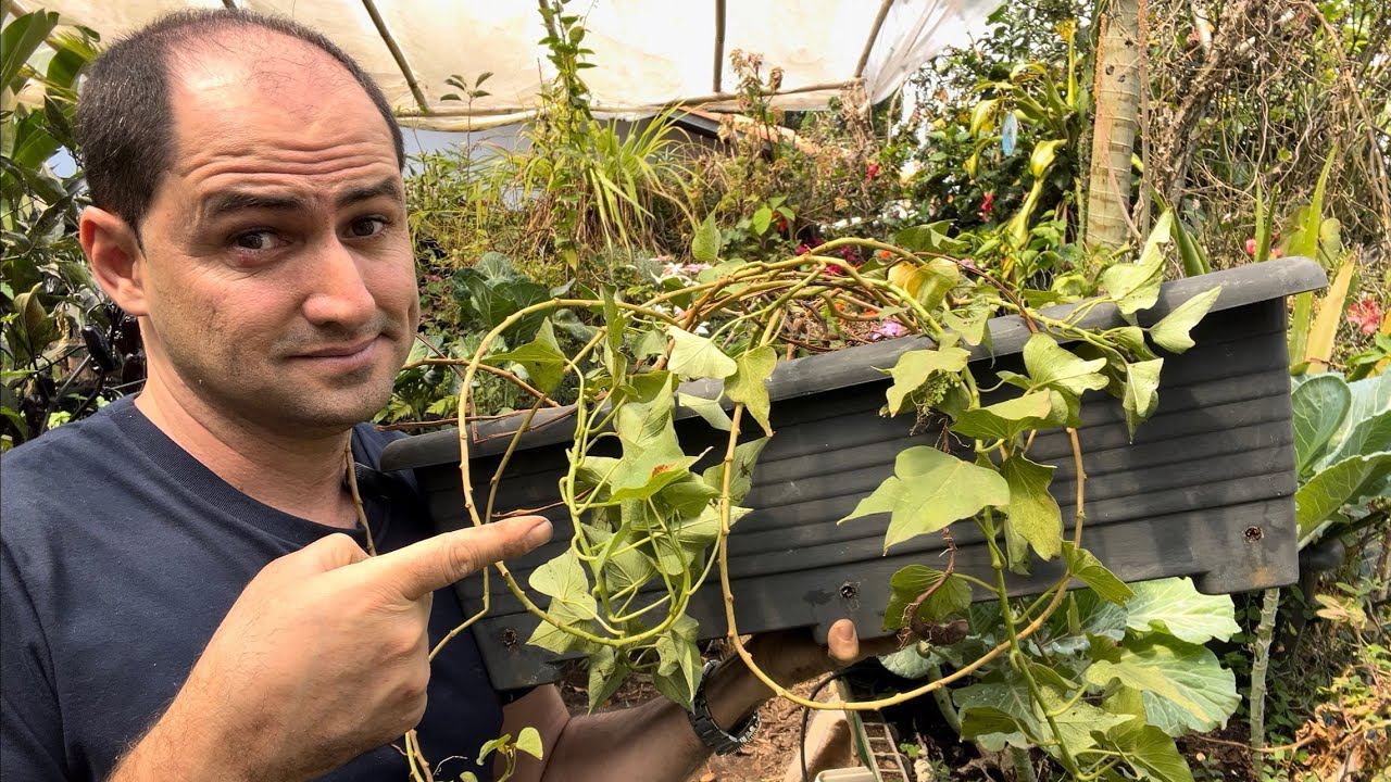 BATATA DOCE NA JARDINEIRA - SERÁ QUE DEU CERTO?
