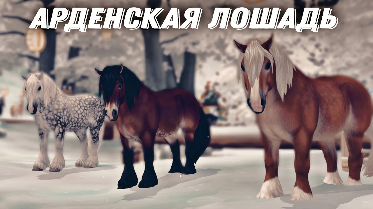 Star Stable Online ▶ арденская порода || порода арденской картошки ||