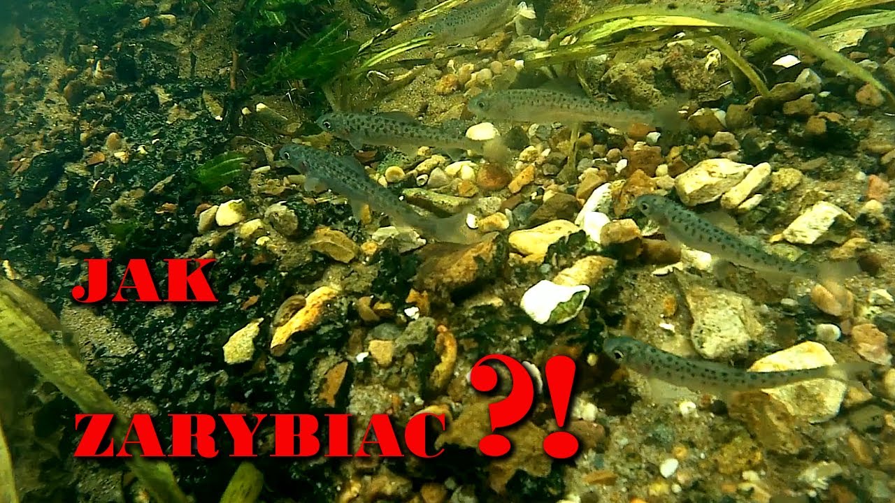 Jak zarybiać pstrągiem i lipieniem kilka rad od ichtiologa
