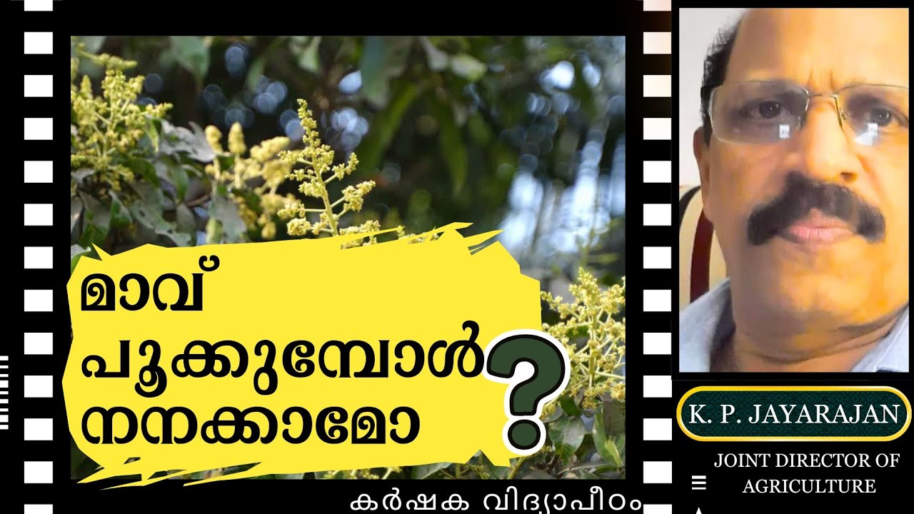 മാവ് പൂക്കുമ്പോൾ നനക്കാമോ?