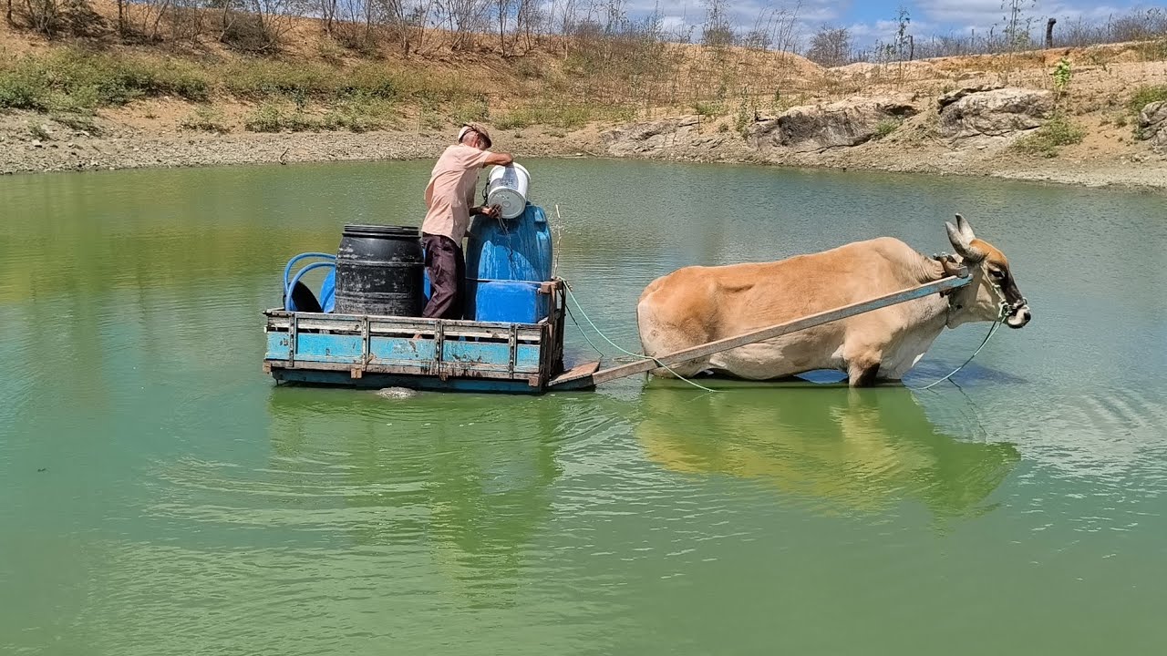 ESSA É A DIFICULDADE QUE O NORDESTINO PASSA PRA LEVAR ÁGUA PRA O SEU GADO NO TEMPO DE SECA !!!!