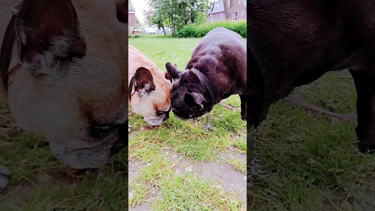 #dogs #shorts #walk #old #mopshond #linquee #like #subscribe #animals #sisters