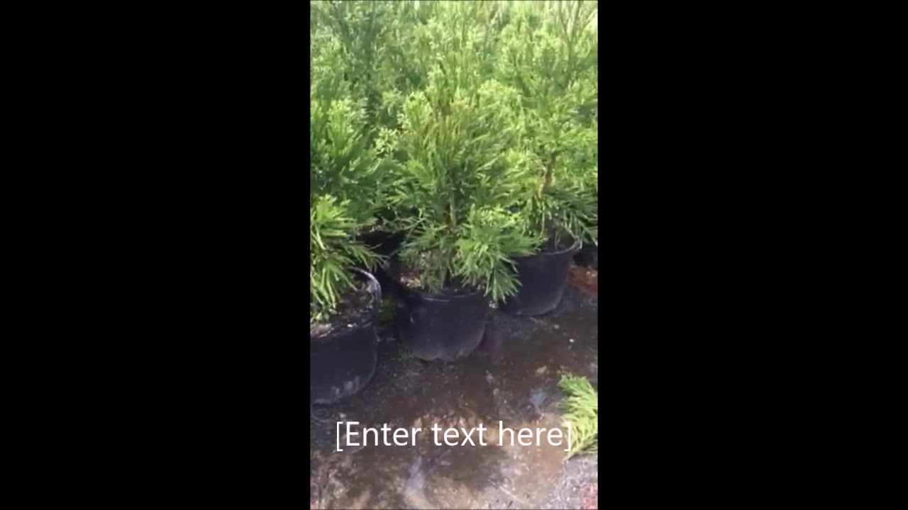 This Evergreen can take some Shade    Cryptomeria Yoshino