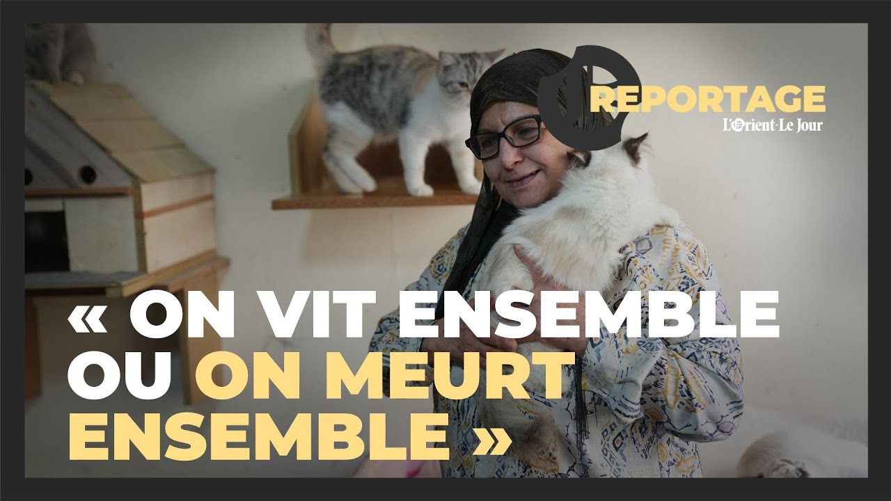 Dans la banlieue sud de Beyrouth, un refuge pour chats survit aux crises et à la guerre