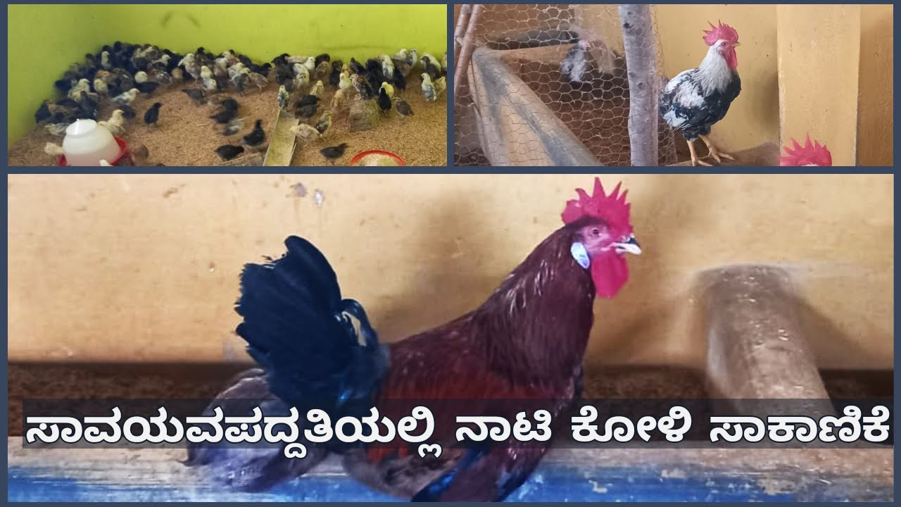 nati koli sakanike |ನಾಟಿ ಕೋಳಿ ಸಾಕಾಣಿಕೆ ಬಗ್ಗೆ ಮಾಹಿತಿ