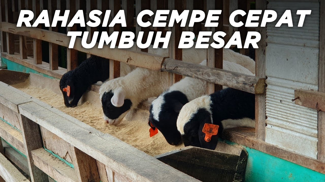 Peternak Harus Tau ‼️ Cara Membuat Creep Feed Sendiri