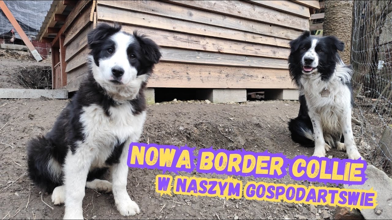 🐶 Border Collie - Najmądrzejszy pies pasterski na świecie w naszym gospodarstwie! 🐕 @Gronicek