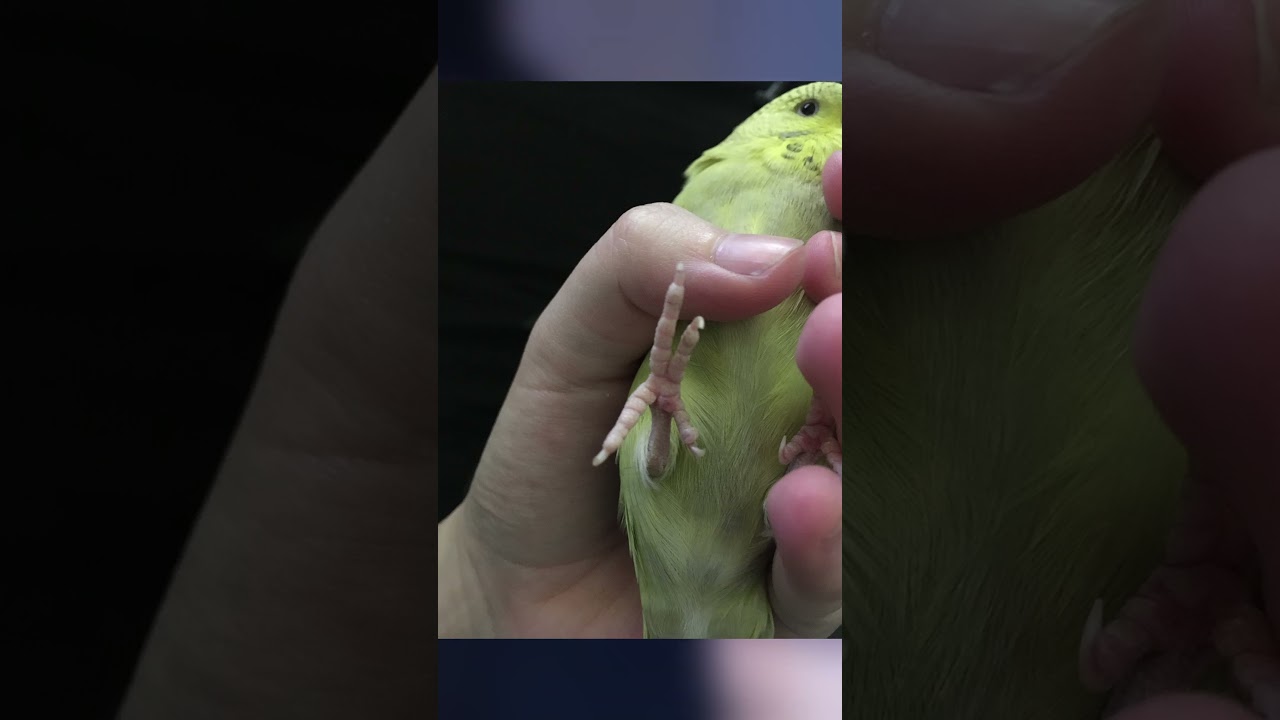 3 objet mortel pour ton oiseau 