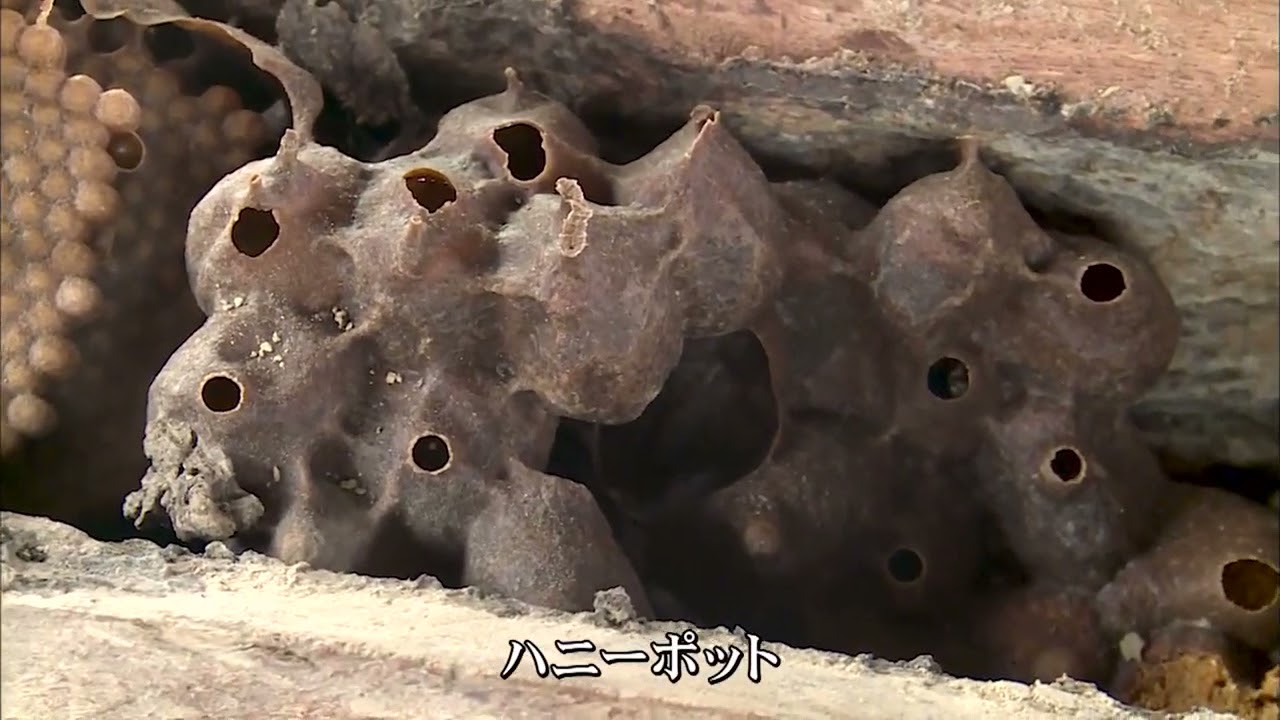 Log hive beekeeping