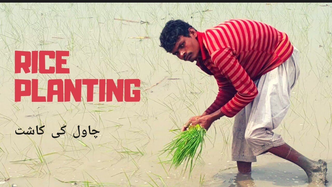 Paddy Fields of Punjab | Rice Cultivation in Pakistan | Village  Farmers