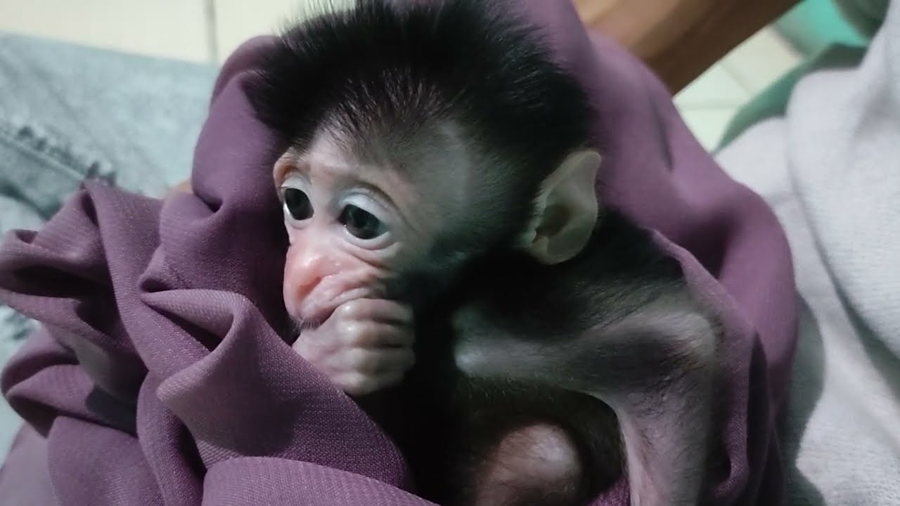 It's exciting to see the little baby monkey being shouted at by baby Kenzo to play with him. 🥰😍😘😇