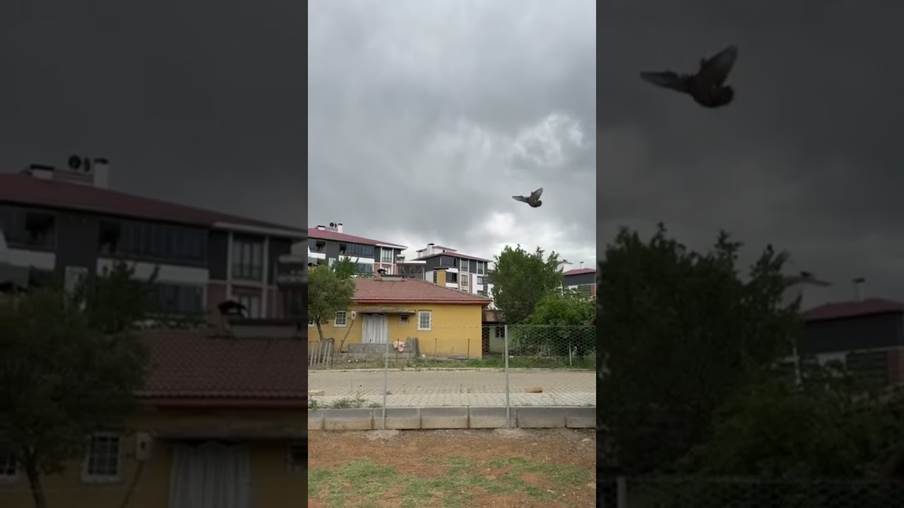 Akşam Ki Mezata Çıkacak Olan Kuşlarımızın Uçum Videolarından Bazıları Akşam Görüşmek Dileğiyle 🌹🕊️