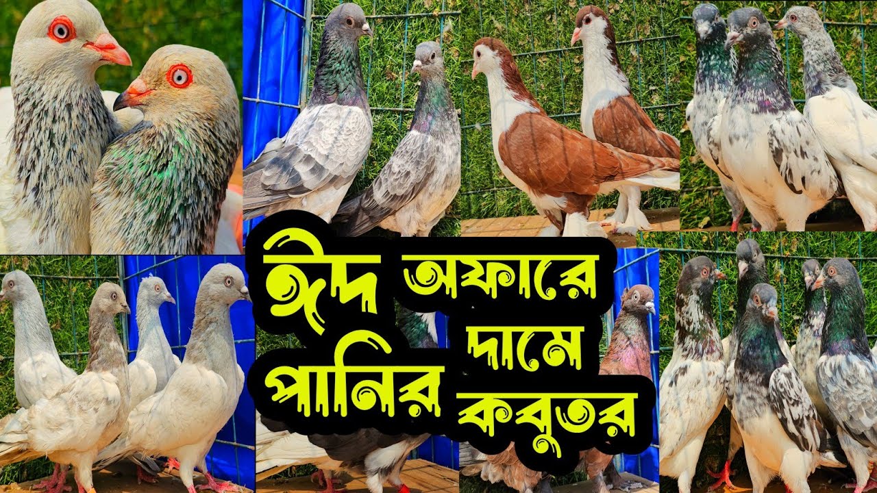 পানির দামে ঈদ অফারে পাকিস্তানি টেডি,গররা,চিলা,কালদম,রেসার কবুতর কিনুন | বাকবাকুম পায়রা | Pigeon 