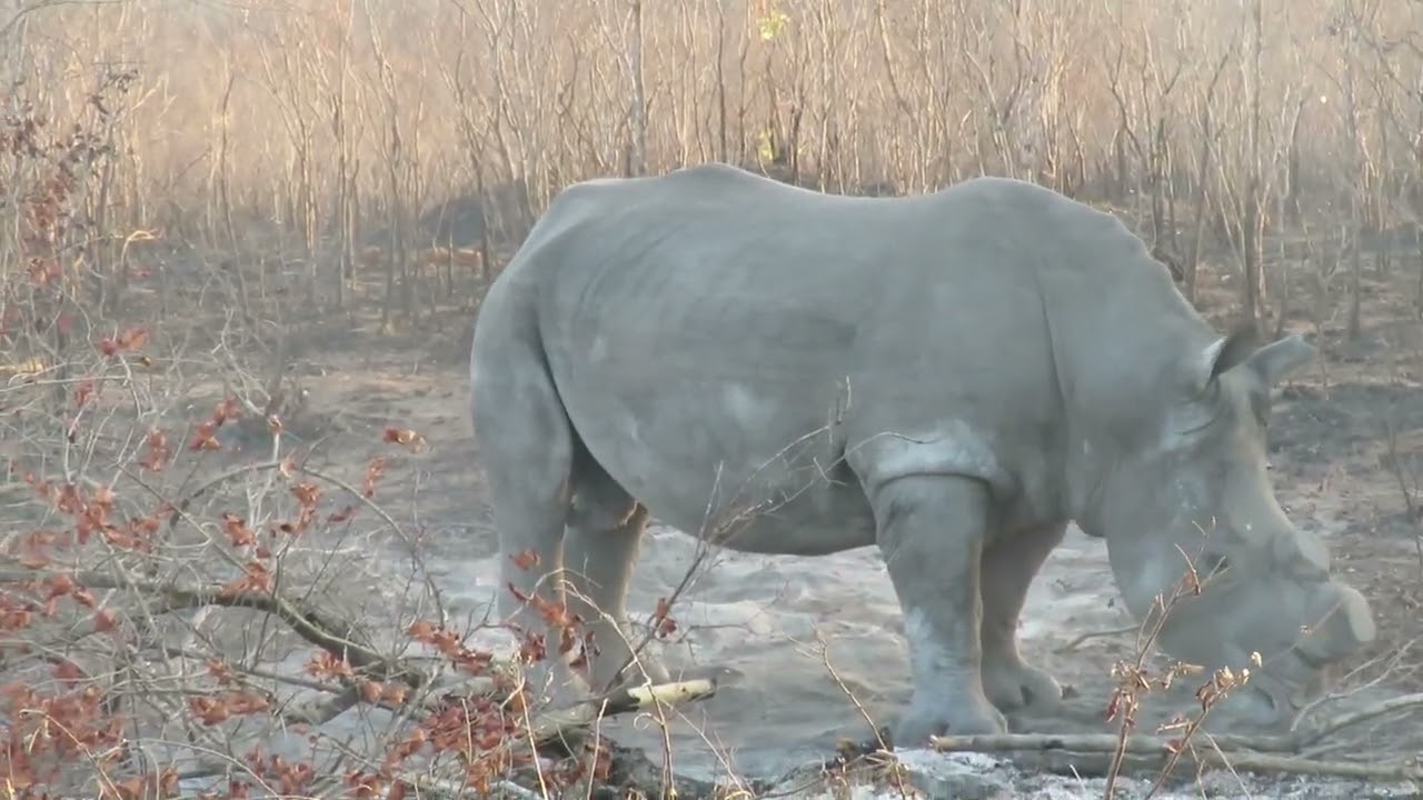 It&rsquo;s always amazing seeing Rhinos especially now with ongoing poaching.#Myoffice 📍KNP