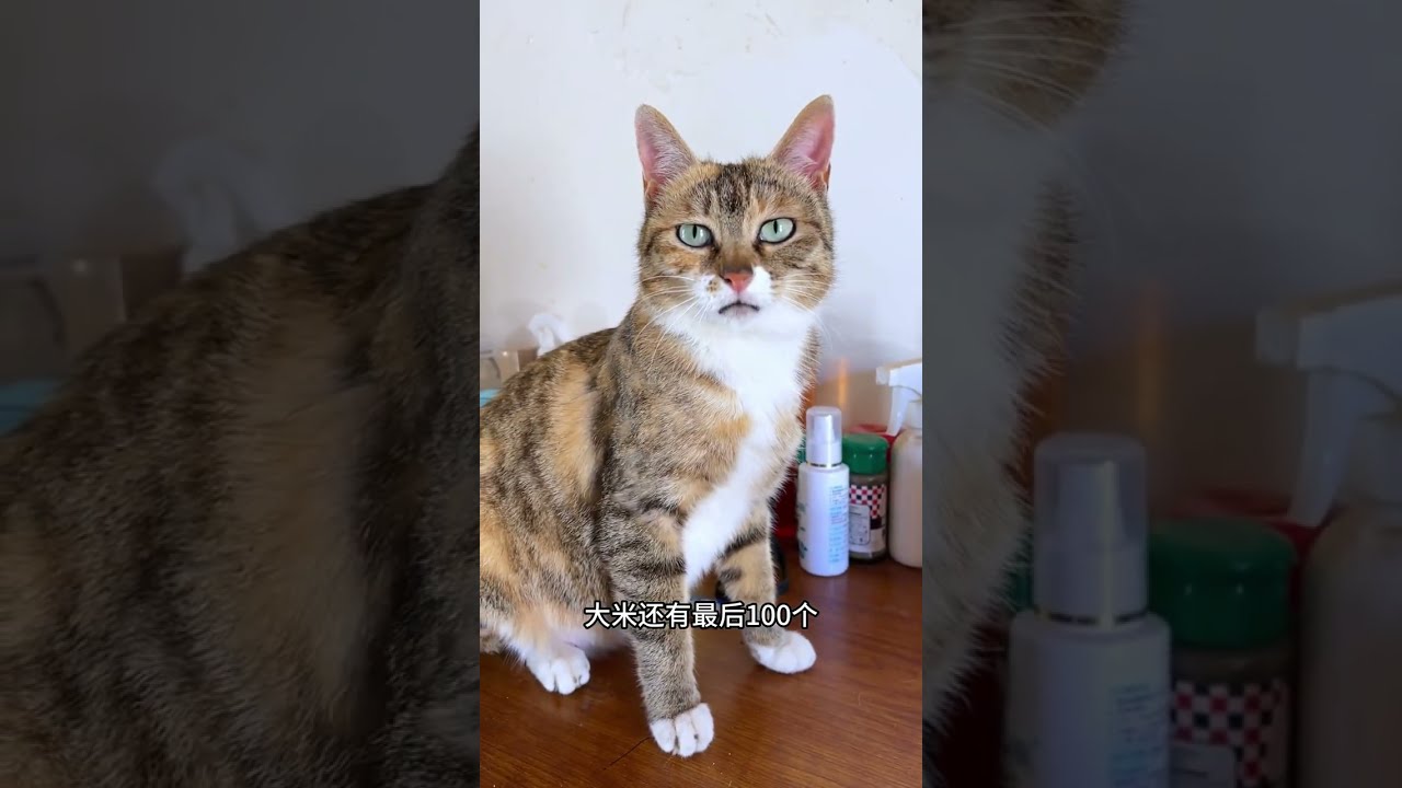 这个世界上怎么会有这么乖巧又勤奋的猫咪啊！！！#大咪 #梦中神猫 #狸花猫