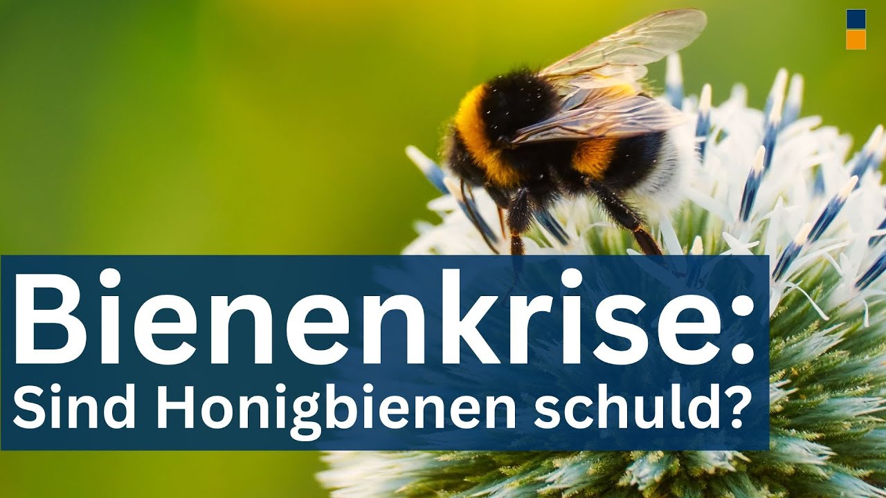 Warum die Wildbienen wirklich sterben - Sind die Honig Bienen schuld? Weltbienentag