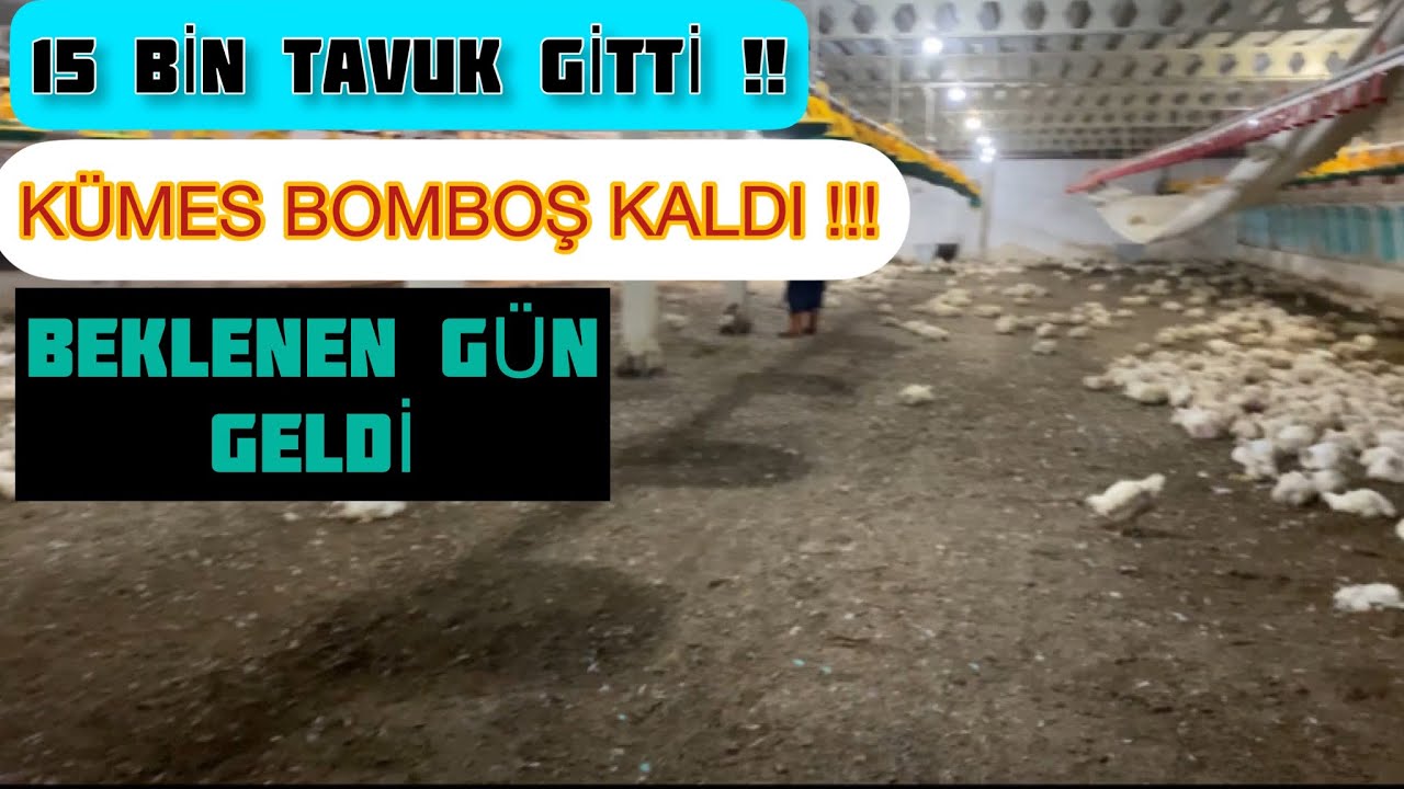 ETLİK TAVUK ÇİFTLİĞİ~15 BİN TAVUK GİTTİ~SONUÇLAR NE GELECEK