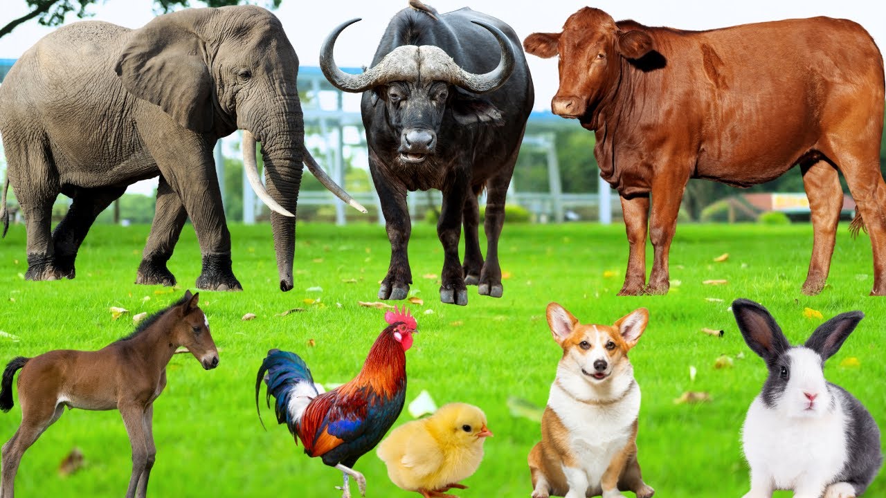 Farm Animal Sounds: Cow, Buffalo, Chicken, Pig, Duck, Cat, Dog, Monkey, Hippopotamus – Animal Video