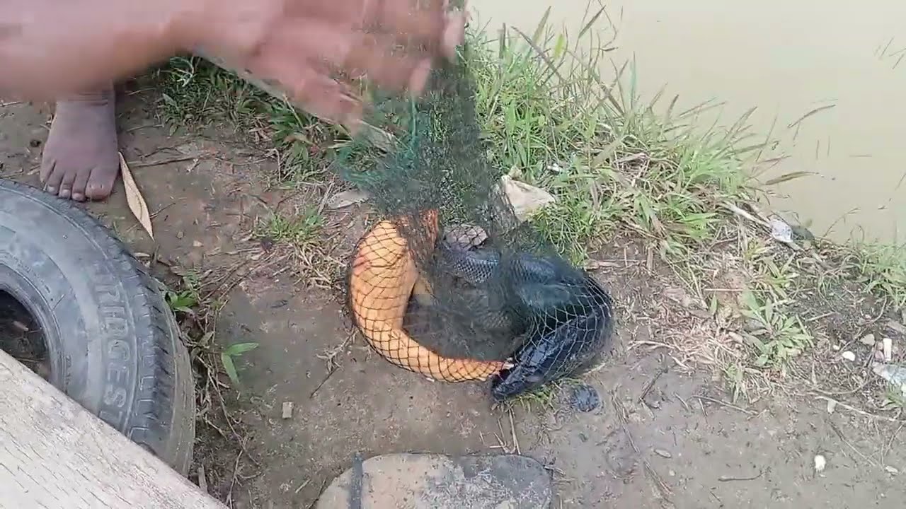 Meracik umpan ikan mas babon. buat amisan lele,, jutu