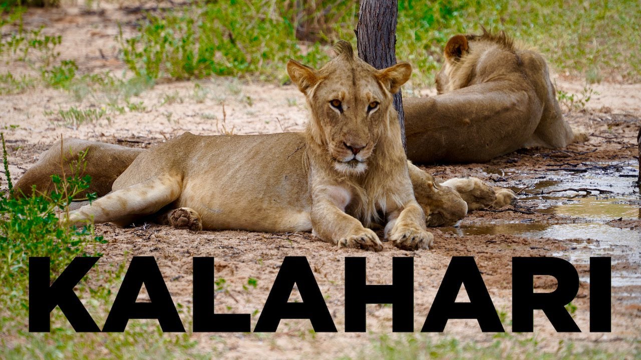 KALAHARI DESERT, South Africa: The Best Safari in the WORLD by 4x4 CAMPER in 4K