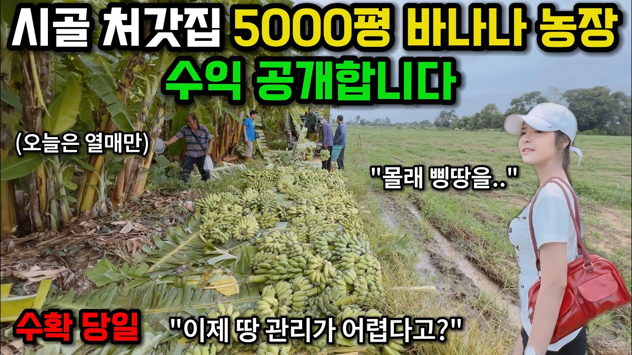 태국 시골 5000평 바나나 농장 수익을 공개합니다. 땅 부자 집에서 이제 모든 땅을 관리하기 힘든 이유..🇰🇷🇹🇭