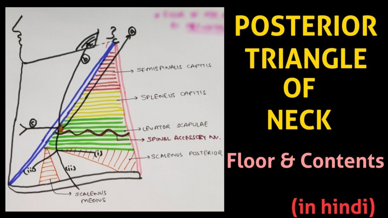Posterior Triangle of Neck | Triangles of Neck | Head & Neck