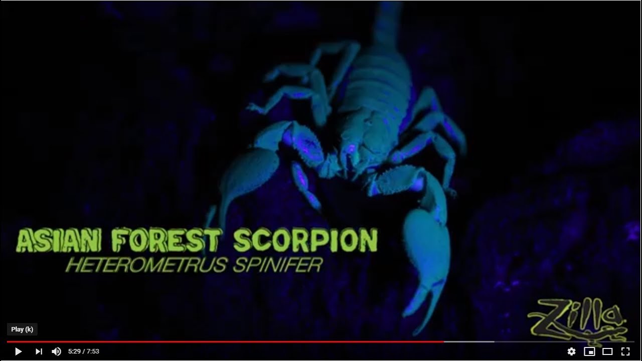 Asian Forest Scorpion: Zilla Beyond The Glass - Episode 10