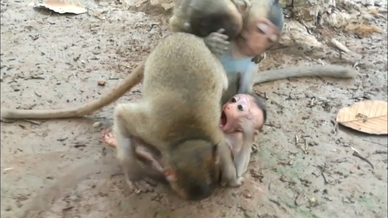 Oh No No, Little baby monkey Brutus Jr so hurt, Why Big monkey bit on Brutus Jr Like This?