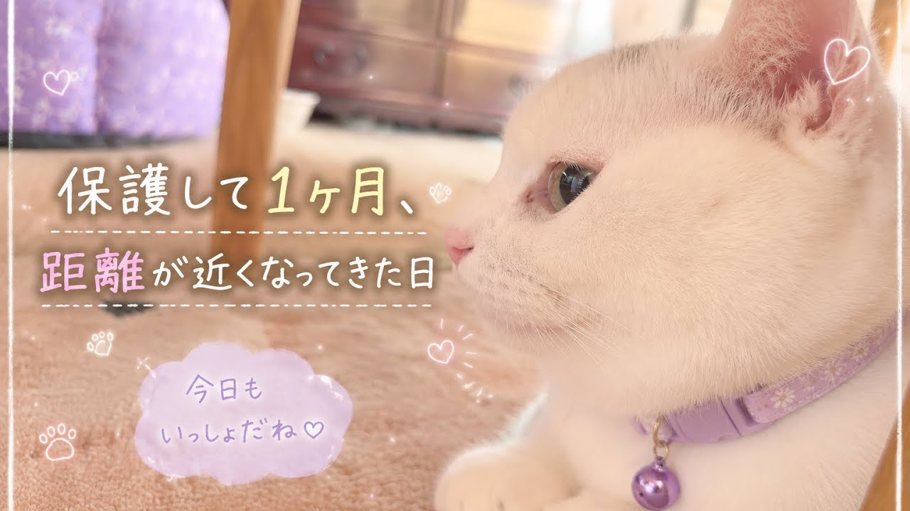 地域猫しらたま保護して1ヶ月