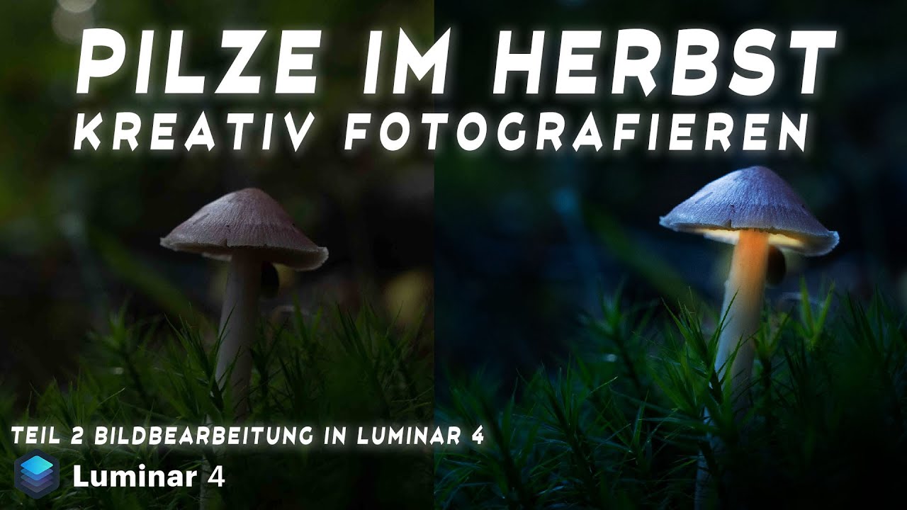 Pilze Kreativ fotografieren Bildbearbeitung in Luminar 4
