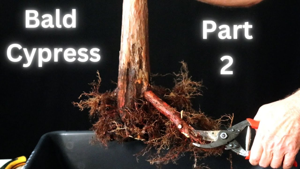 Bald Cypress from nursery stock part 2 Taxodium distichum