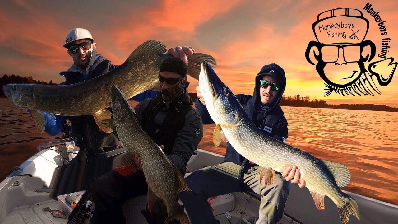 MONKEYBOYSFISHING | GÄDDBUFFÈ | HÖSTEN 2018 | DEL 1