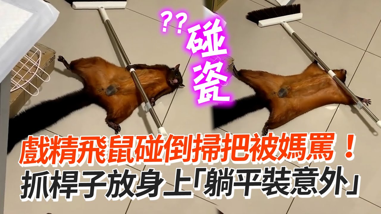 飛鼠撞倒掃把怕被罵 手手拿掃把放身上喊救命｜寵物｜搞笑｜大赤鼯鼠｜精選影片