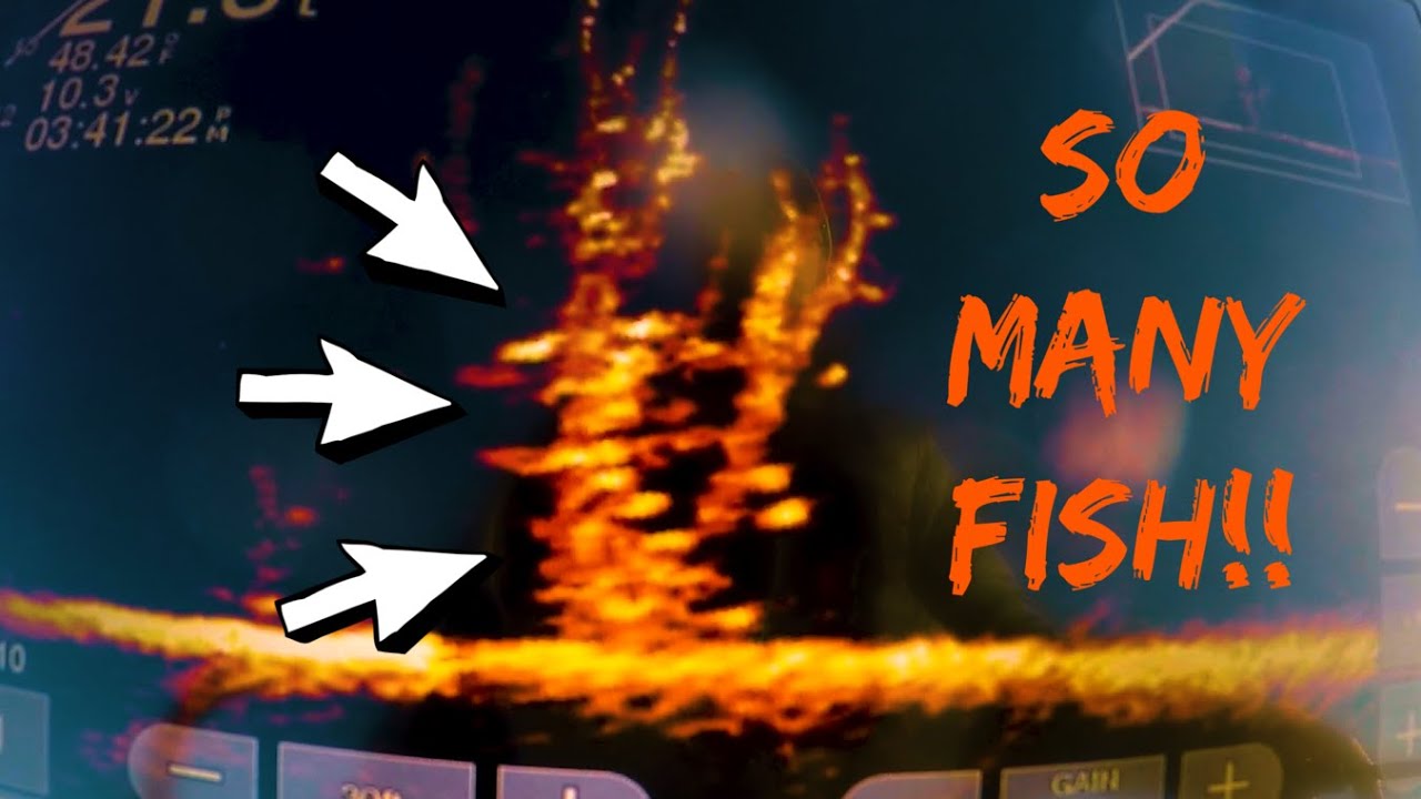 These Trees Were LOADED With Crappie!! Will They Eat?? (Livescope)