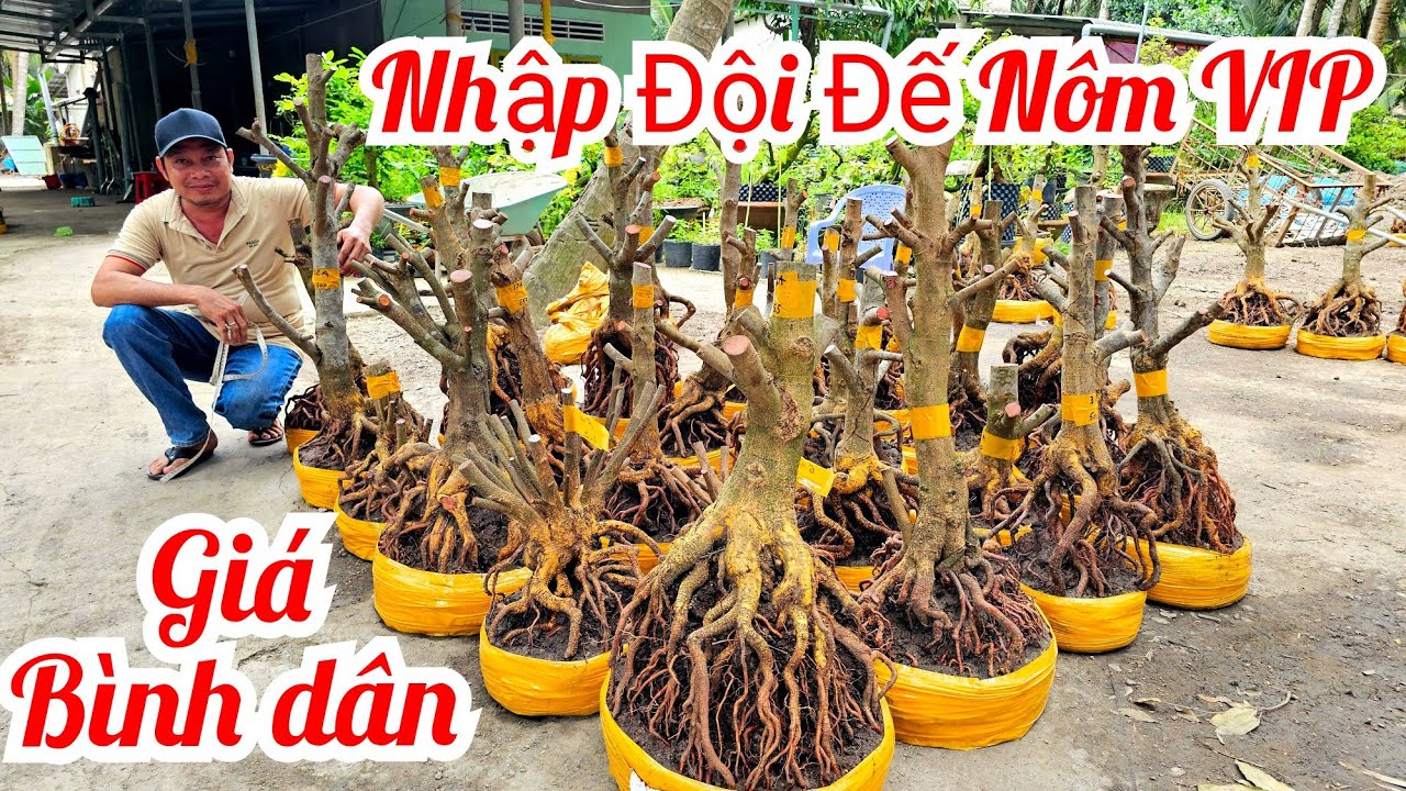 A Nên 📲 O328438848 O9I88I8355 Mới nhập Đội phôi mai vàng Đế VIP 19/3 (@MaiVàngQuêDừa)