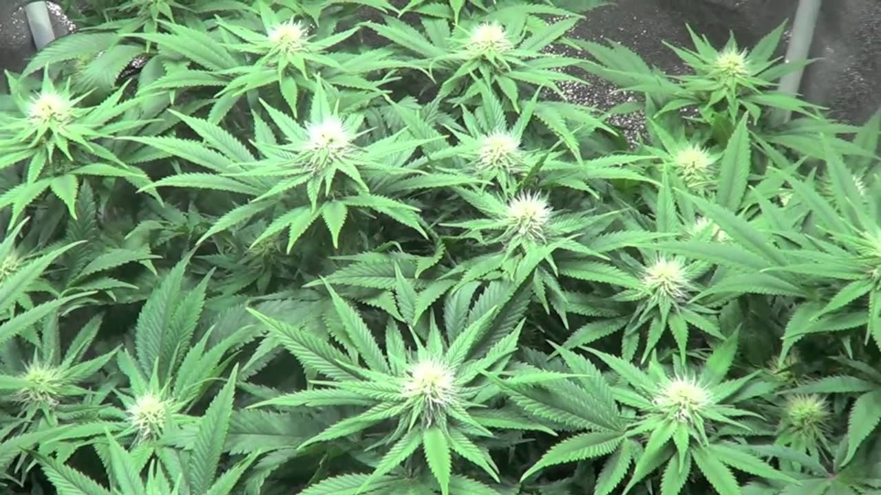 (4) DS-XML-350 LED Grow Light Review - www.AdvancedLEDLights.com -SUPERSOIL