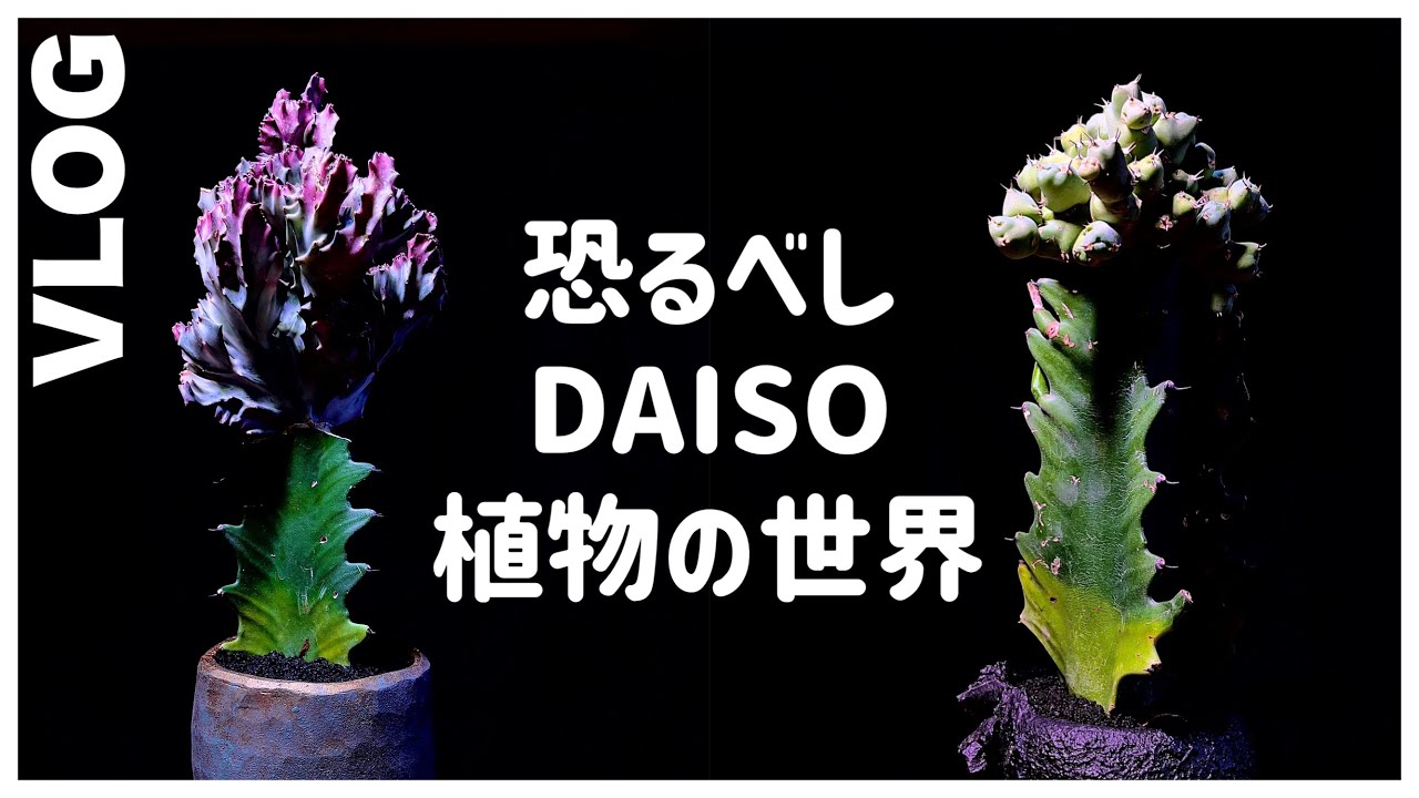 【植物】恐るべしDAISI植物の世界
