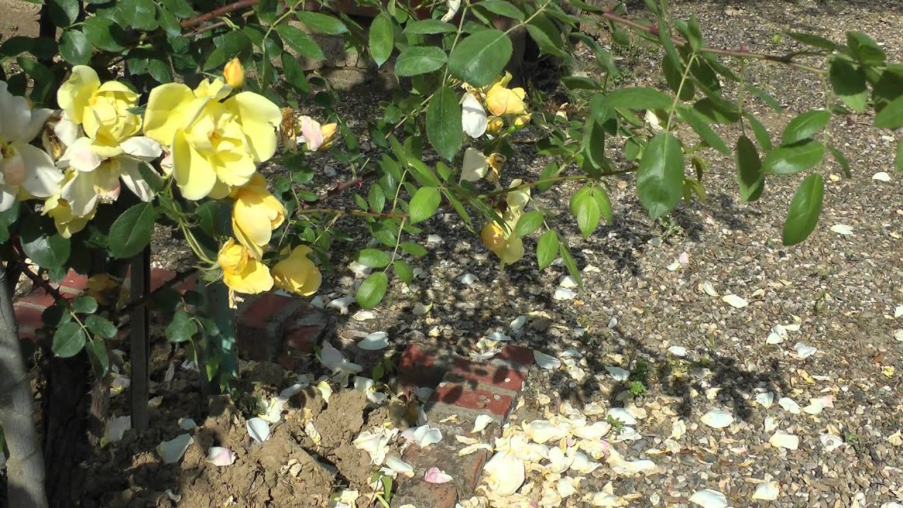 Roseto Botanico Fineschi - il Roseto privato più grande d'Europa