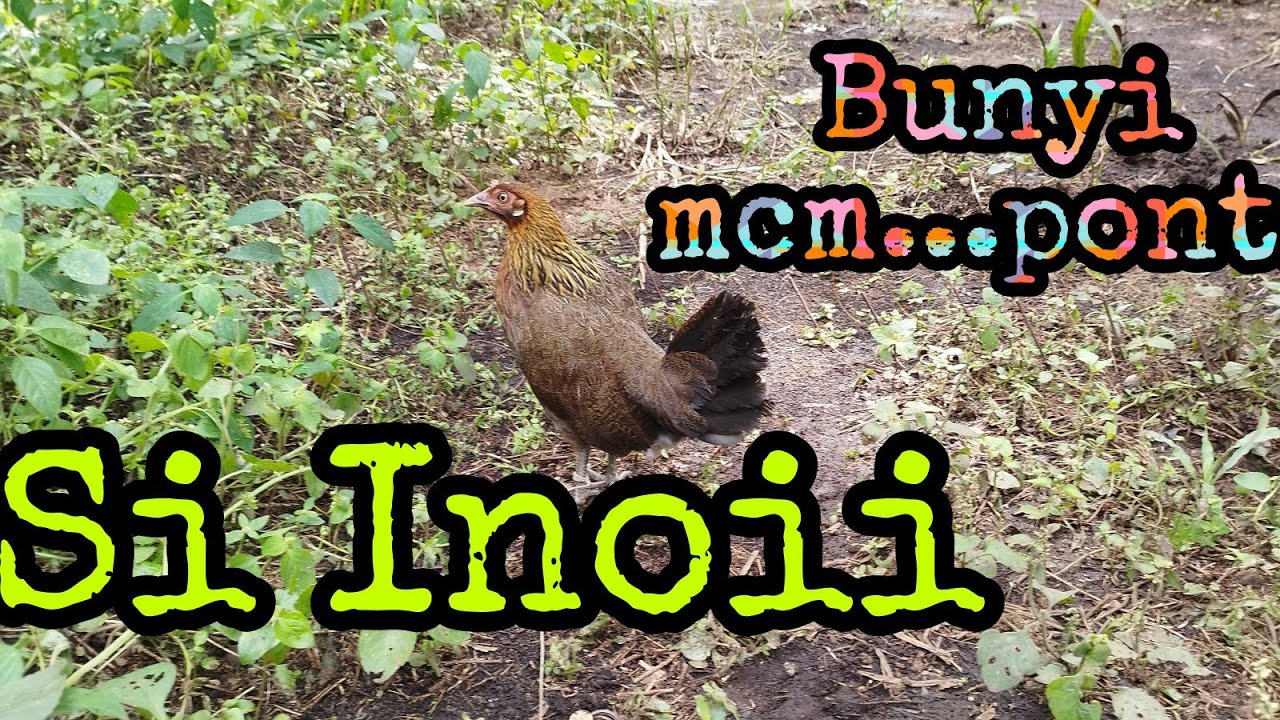 Ayam Hutan Pikat Betina F1 (Vol 7)